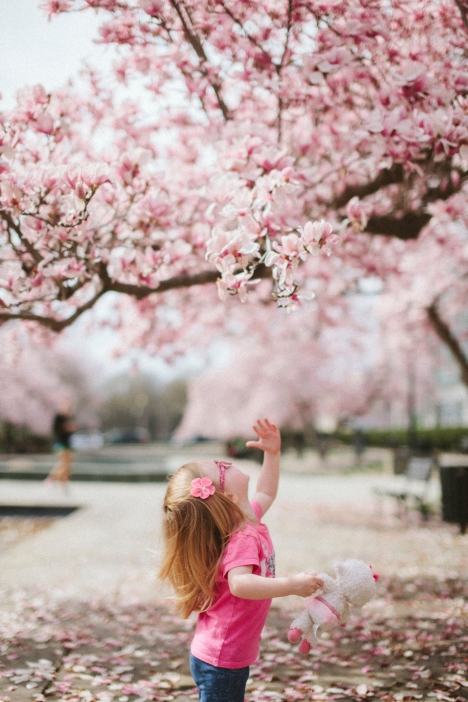 Cherry Blossoms Haiku