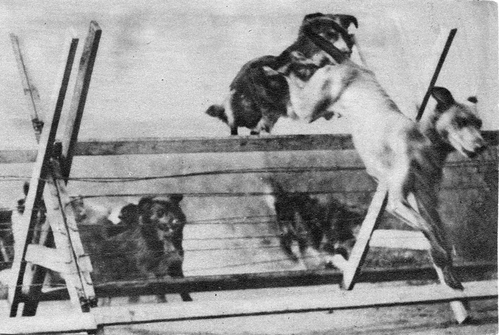 messenger-dogs-in-training - source alpinepub.files