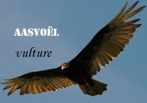 Aasvoël  - bait bird - vulture