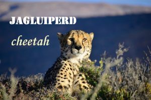 Jagluiperd - lazy horse - cheetah