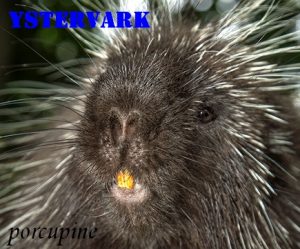 Ystervark  - iron pig – porcupine -Afrikaans English literal translations