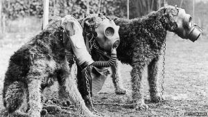 Airedale Terriers were taught to use gas masks as part of their military service -Getty source