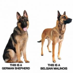 If you wonder, this is the difference between a German Shepherd and a Belgian Malinois dog.