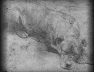 Dogs joined Kings in war. Sally, mascot of 11th Pensylvania Infantry, American Civil War
