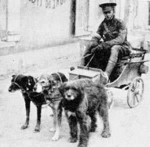 Before the Great War this is what a dog-cart meant in Belgium. Source owlcation