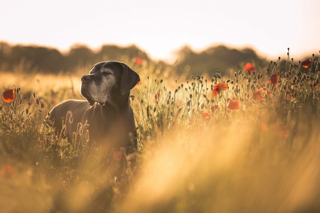An old, happy short-haired pointer dog in a poppy field at sunset