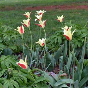 Lady Tulip - Tulipa clusiana From Afghanistan, Iran, Iraq, Pakistan and the western Himalayas