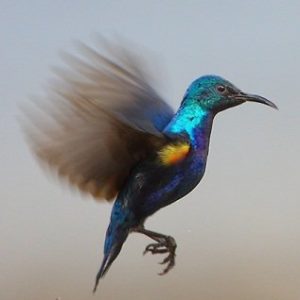 The Purple Sunbird, (Cinnyris asiaticus) is found in the dry zone from the Arabian Peninsula into Iran, Afghanistan, Pakistan until the dry zone of Rajasthan and Gujarat.