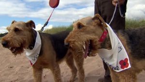 Why dogs Were so indispensable during warfare AND how dog training began. "We also served" -The Airedale Terrier Club of Scotland today.