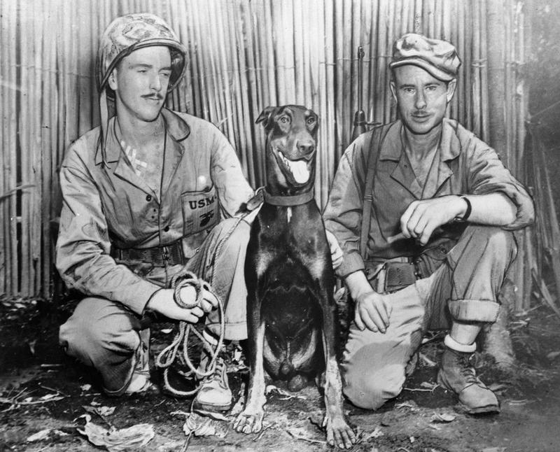 Cappy, one of the Devil Dogs of the Marine Corps, Source historydaily.