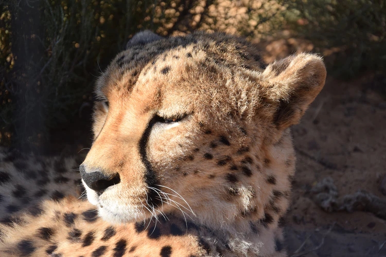 Enjoying the sun, Cheetah, image by @elenarosaschneider free on Unsplash.jpg