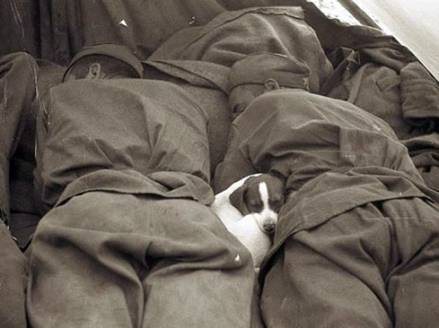 1945 - a puppy sleeping between two soldiers. Source: History Collection.