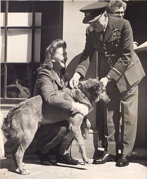 Bing, the Alsatian and Collie cross originally named Brian, was an army dog with the 13th Parachute Battalion, part of the 6th Airborne Division, parachuted over Normandy on D-Day on 6 June 1944 - source DailyMail