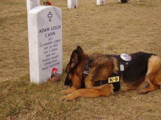 A dog sits at the grave of his owner, who died in conflict. Military Working Dogs in Gulf, Iraq, and Afghanistan War.