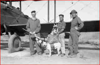 Paradogs, the Flying Dogs of War,  Jeff, the mascot of the 120th Colorado Air National Guard, the first dog to jump with a parachute. Source History Daily.
