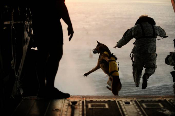 U.S. Army soldier with the 10th Special Forces Group and his military working dog jump off the ramp of a CH-47 Chinook helicopter from the 160th Special Operations Aviation Regiment during water training over the Gulf of Mexico. DoD photo by Tech. Sgt. Manuel J. Martinez, U.S. Air Force.