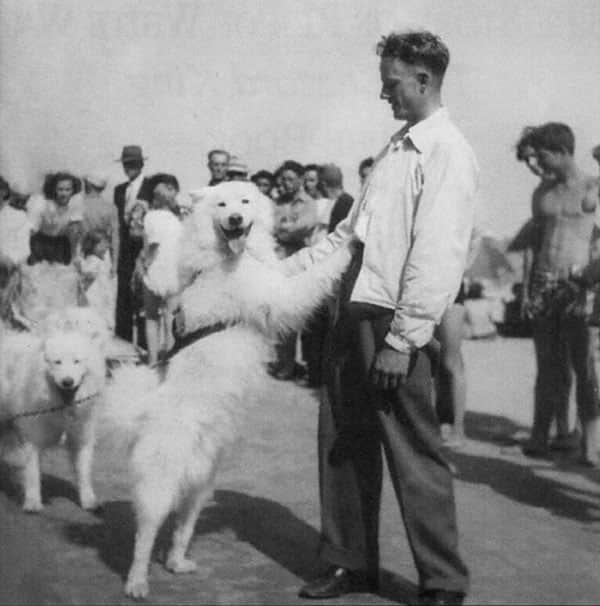 Rex and LloydVonSickel. Rex was one of the Samoyeds volunteered for service in the U.S. Army. Several dogs were trained to parachute from small aircraft for remote rescue missions. Source Tahoe Weekly