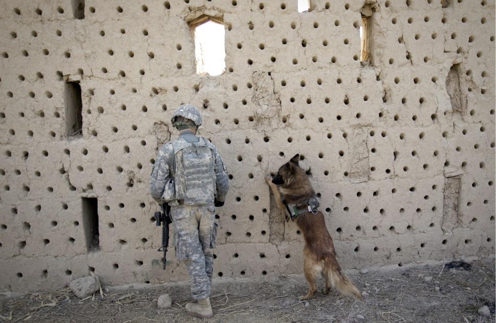 U.S. sergeant Matthew Templet and his bomb-sniffing dog Basco search for the explosives in an abandoned house in Haji, Ghaffar village, during a clearance patrol in Zari district of Kandahar province, Afghanistan on Dec. 27, 2010.Source Foreign Policy