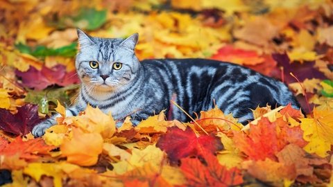 Cat with gamboge eyes between autumn leaves. @PatFurstenberg