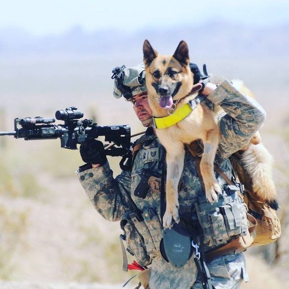 Buddies training together. Having each-other's  back. Military Working Dogs in Gulf, Iraq, and Afghanistan War.