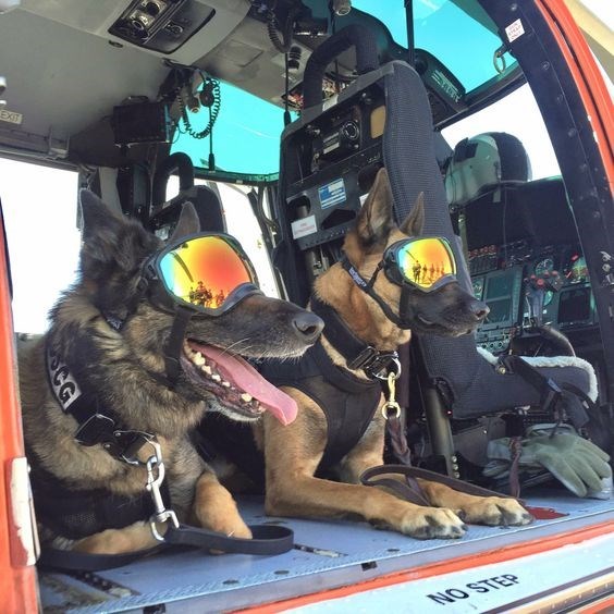 MWD with doggles, goggles for dogs, in an army helicopter, Military Working Dogs in Gulf, Iraq, and Afghanistan War.