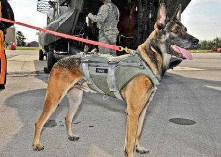 MWD Cairo, the war dog who helped take Osama bin Laden down, the 81st member of SEAL team who blitzed into Abbottabad, Pakistan, in 2011