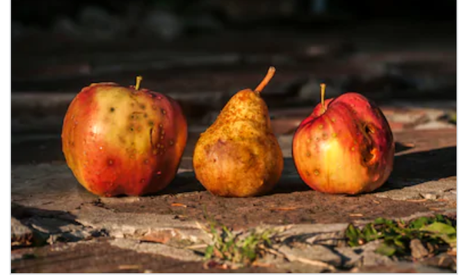 Russet Leaves and Sweet Pears in Autumn, Russet apples and a pear at sunset