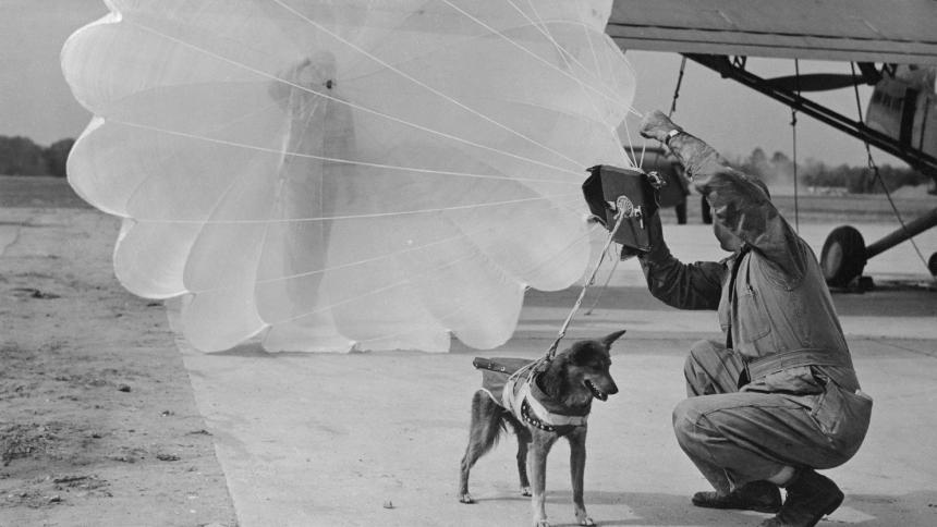 A parachuting dog of WW2 - source Spiegel
