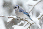 The Legend of Christmas Tree, the Bird and the Fir Tree. Cyanocitta-cristata blue bird in winter