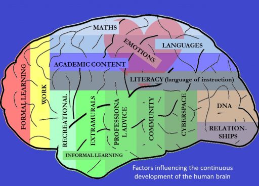 Factors influencing the continuous development of the human brain. Patricia Furstenberg