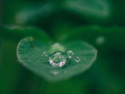 letter to life poem, water drop on leaf