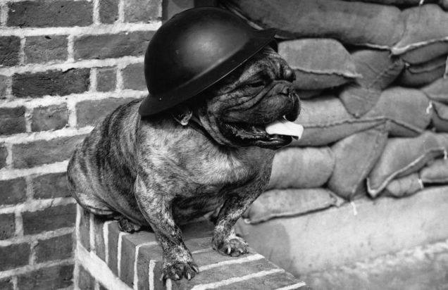 Amazing, True Stories of WW1 Dogs via @PatFurstenberg #dogs #war #WW1 #truestory #history #LestWeForget