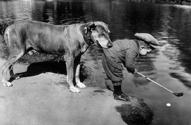 Why were dogs so indispensable during warfare AND how dog training began
