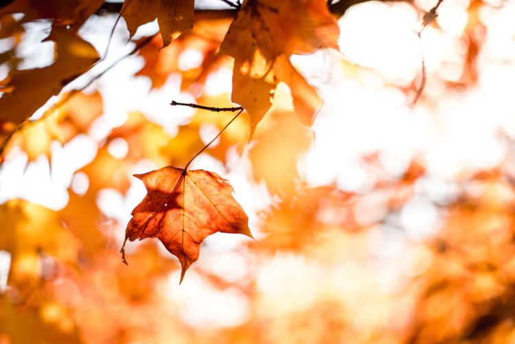 cornelian leaves autumn