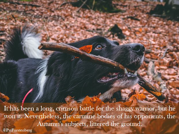 Autumn. crimson leaves and a shaggy happy dog - quote @PatFurstenberg.jpg