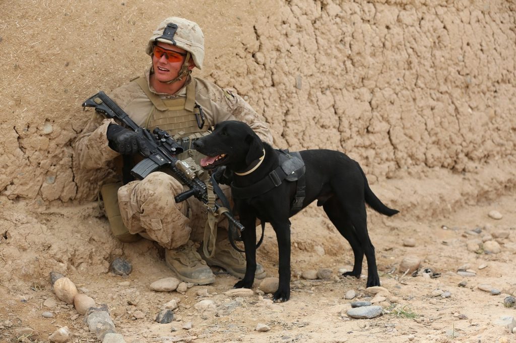 Military dogs in Iraq war, Afghanistan War, Gulf War