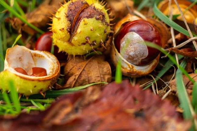 Maroons Autumn's chocolates, chestnuts on forest floor
