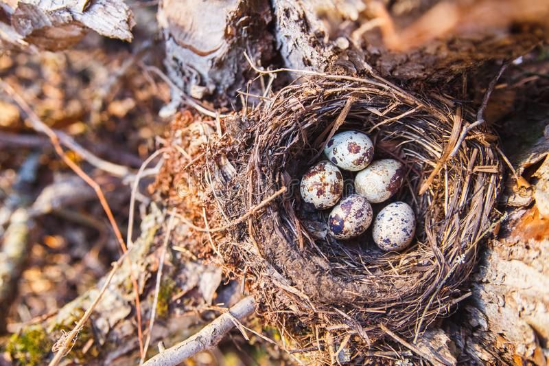 Maroons Autumn's chocolates. Chocolate speckled eggs in a nest in forest. 