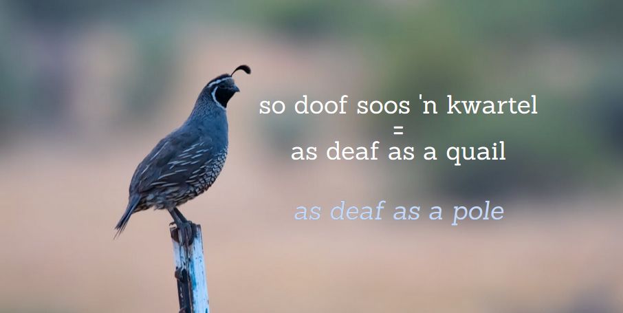 so doof soos 'n kwartel = as deaf as a quail, Afrikaanse vergelykings Afrikaans simile