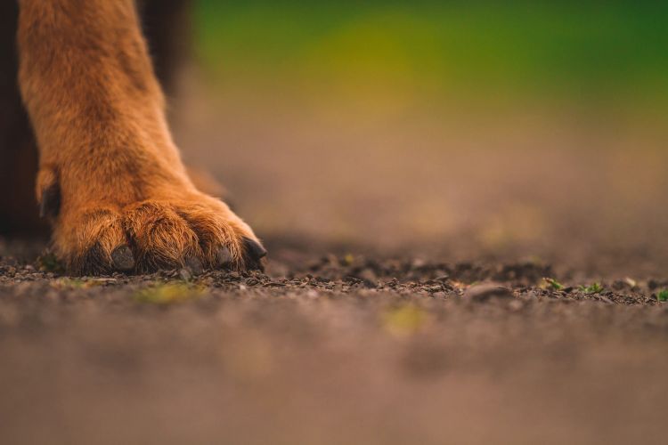 a dog's paw-print on our hearts