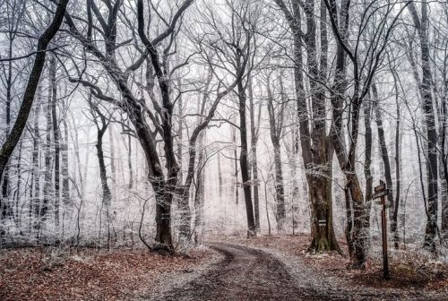 path through snowed forest in winter
