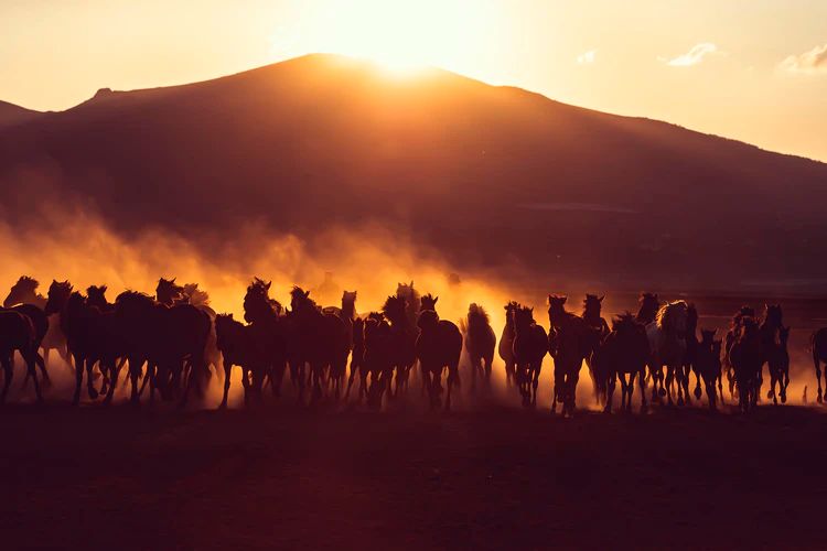 sunset horses hope freedom