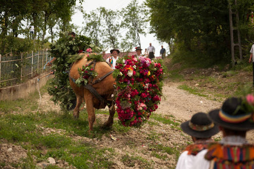 Rusalii bou, Sanziene oxen with flower wreath, folklore tradition  Romania