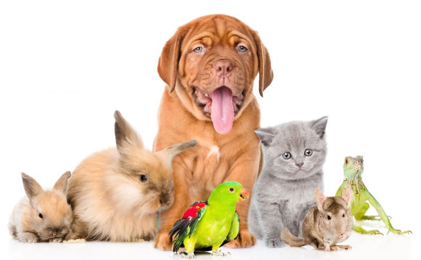 Effect of Pets on the Immune Systems