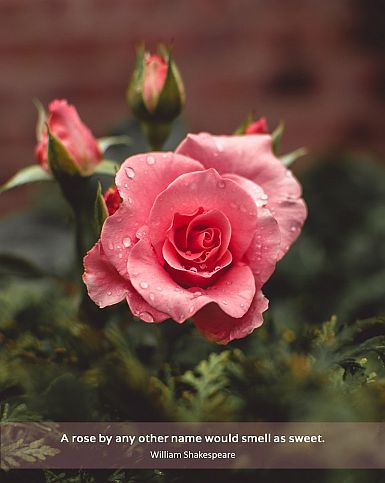  A rose by any other name would smell as sweet. William Shakespeare quote - a pink rose opening, three pink buds behind, the idea of sweetness implied, Rose Language Shakespeare Birthday