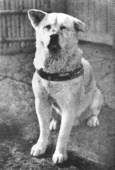 Hachiko, 7 Dogs That left their Paws on History