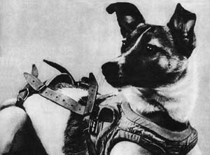 Laika, 7 Dogs That Left their Paws on History