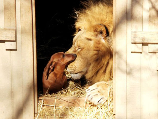 5 Incredible Animals Friendships Now as Story Books, the lion and the dog