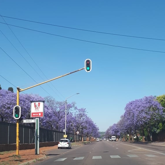 The Fragrant Jacaranda Trees of Pretoria