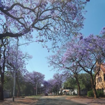 scented Jacaranda trees, indigenous to South Africa, their history
